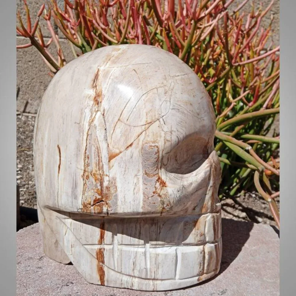 HUGE! Petrified Wood SKULL stone rock crystal